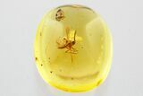 Two Fossil Biting Midges and a Fungus Gnat In Baltic Amber #372604-1